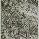 "Zverokruh" - tiger